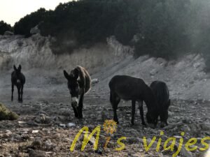 img 8560