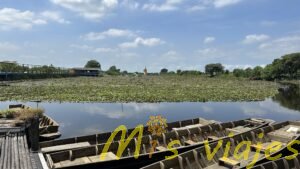 El Mercado de Lotos Flotantes: Belleza sobre el Agua img e8378