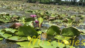El Mercado de Lotos Flotantes: Belleza sobre el Agua img e8392