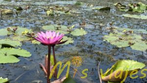 El Mercado de Lotos Flotantes: Belleza sobre el Agua img e8393