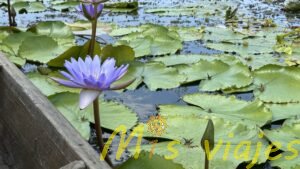 El Mercado de Lotos Flotantes: Belleza sobre el Agua img e8396