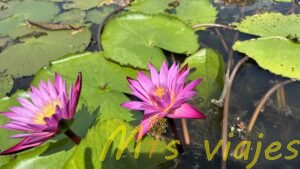 El Mercado de Lotos Flotantes: Belleza sobre el Agua img e8418