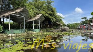 El Mercado de Lotos Flotantes: Belleza sobre el Agua img e8445