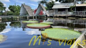 El Mercado de Lotos Flotantes: Belleza sobre el Agua img e8450
